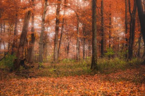 the woods surrounding my house |