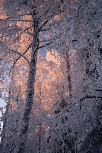 Frost covered treetops kissed by the sun. A cold January day in Central Finland