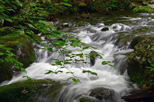 Shenandoah National Park - VA, USA