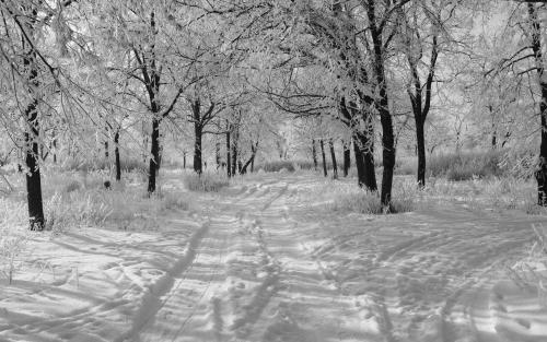 Heavy Snow in The Forest