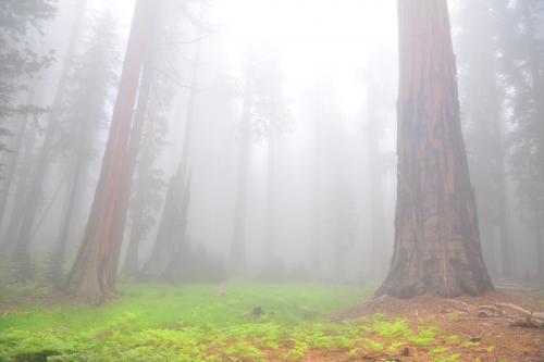 Sequoia National Park, California, USA