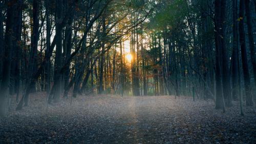 Morning Sun Rising Through the Trees in Hampton, VA