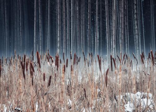 Cattails at the evening hour, southern Germany  []
