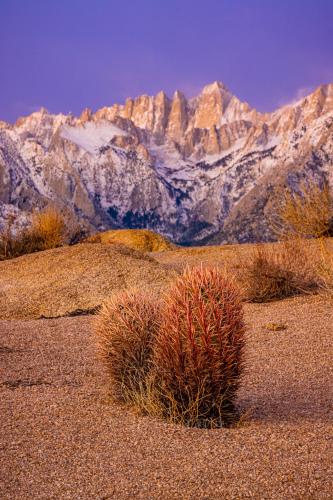 Barrel Cactus and Mt Whitney. Alabama Hills, California