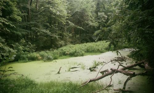 Algae Pond in Ramapo Reservation, New Jersey