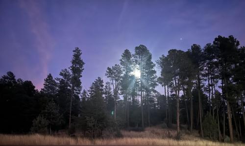 Moon through the trees - Pine, AZ