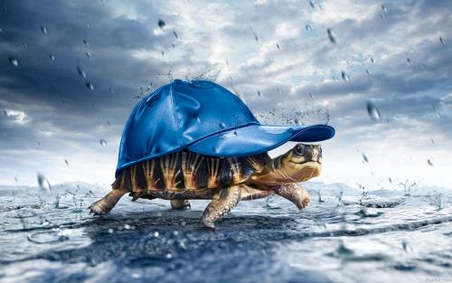 A beautiful multi colours tortoise wearing a blue cap saving himself with rain
