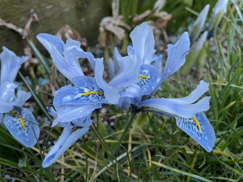 Iris reticulata Sheila Ann Germany