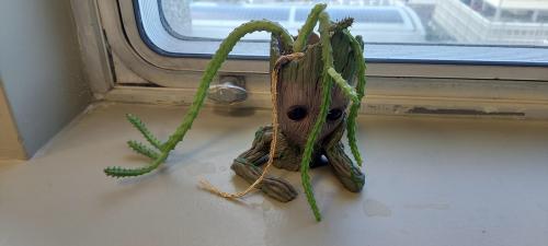 Abandoned Baby Groot Needs Me! What can I do to take care of it?