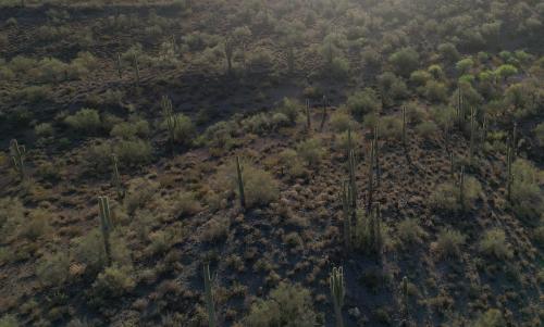 Saguaro morning bloom - remote Arizona, USA desert near Lake Pleasant