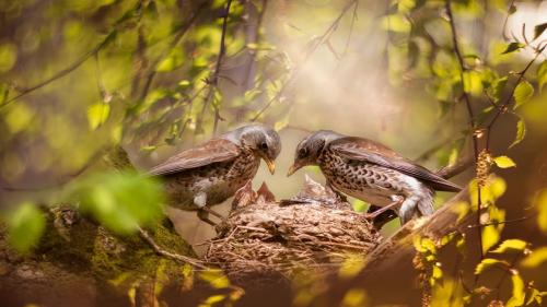 Parents of Blackbird birds in their children's spring park