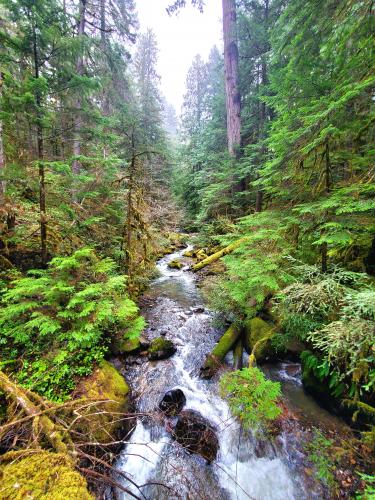Umpqua National Forest, Oregon, USA