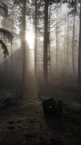 Morning woods, Oosterbeek, Netherlands, ,