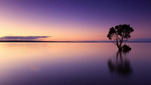 Sunset Tree Water Silhouette Tree Silhouette Dusk