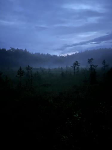 Picture of A forest in Sweden/ Skärgårdstad