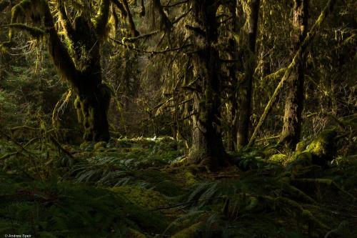 Hoh Rainforest, Olympic National Park, Washington, USA