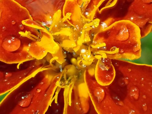 A marigold after a rain shower