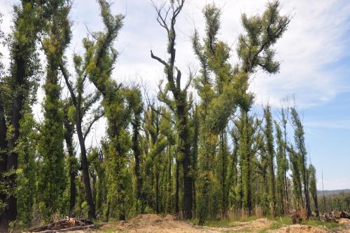 Eucalyptus trees being reborn after the huge bushfires of Australia