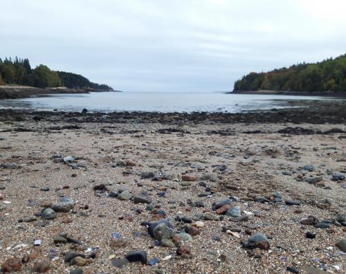 Mixture of sand and biogenous sediment at Sand Beach, Acadia NP, Maine USA