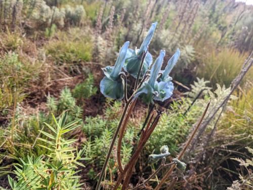  Gorgeous flower in the Mt Elgon moors around 3800m