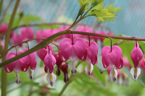 Bleeding Hearts