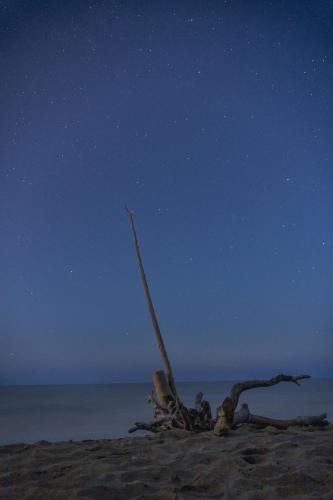 Lake Michigan driftwood, southeastern Wisconsin