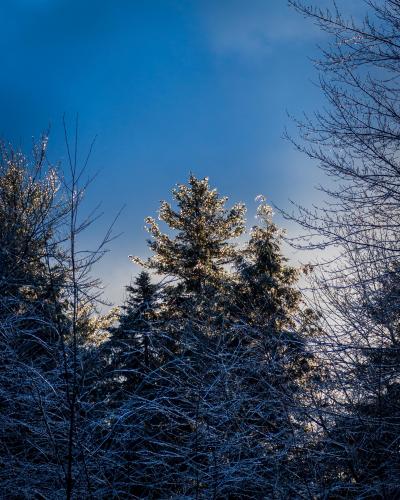 Sunlight Glittering After an Ice Storm | Vermont, USA