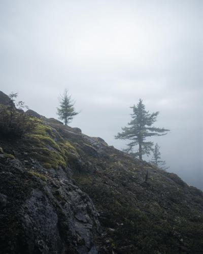 Happy Little Trees - Mission, British Columbia, Canada