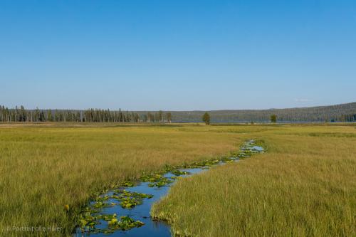 Subtle beauty in Yellowstone