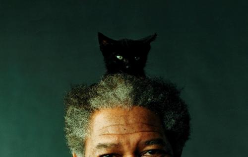 Morgan Freeman, with a cat on his head. Has Reddit written all over it.