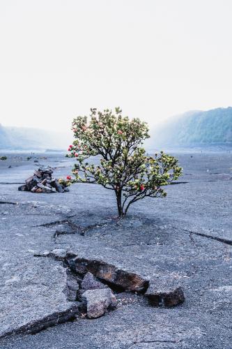 Tree of life - Big Island, Hawaii