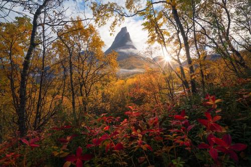 Vibrant yellows and reds of autumn paint the landscape of northern Norway