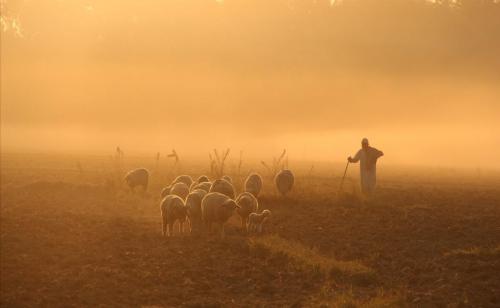 Shephard and his flock in Kashmir