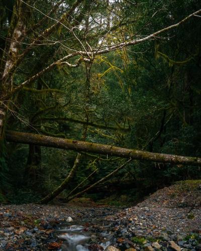 Temperate Rainforest in Southern Oregon [2160x1728]