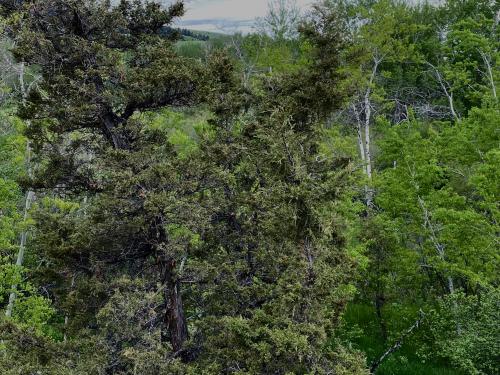 Tiny aspen groove in Bozeman MT,