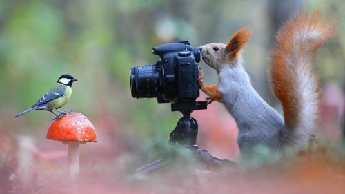 Squirrel taking Picture of Bird
