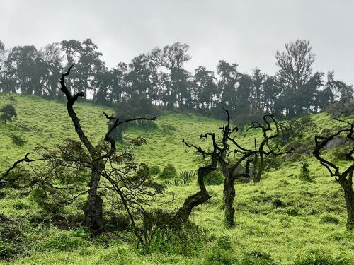 Lachay Hills, Peru