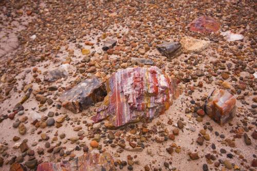 225 Million Year Old Rainbow Petrified Wood. Arizona, USA