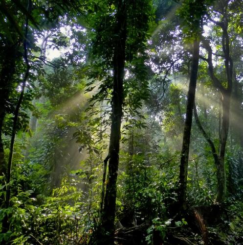 Bukit Timah Nature Reserve, Singapore