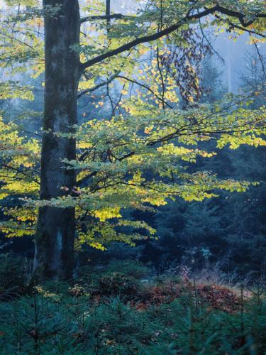 Beech tree lit by sunlight in autumn forest, southern Germany