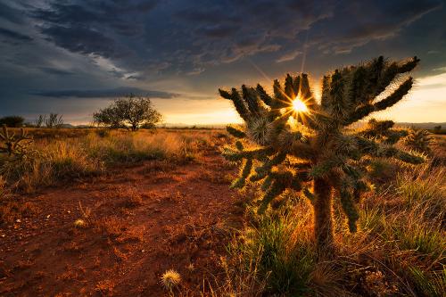 Cholla sunset in Arizona