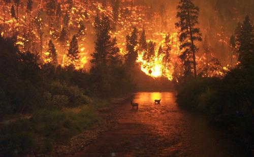 Fire in the forest, elk in the river -- photographed by John McColgan on 6 August 2000 in Sula Complex, Bitterroot National Forest, USA.