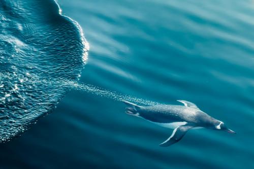 Diving Gentoo penguin in Antarctic waters