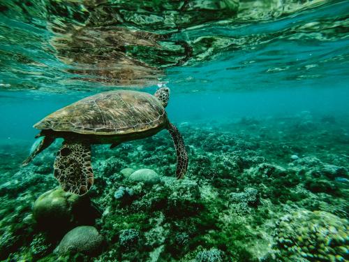 Coral Reef Turtle, Atlantic Ocean Real Life