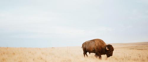 Lone Bison on Antelope Island, Utah