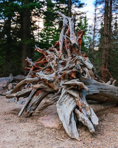 Untree at Bear Lake, Colorado