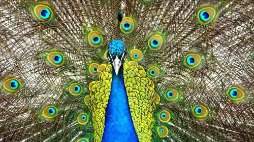 Peacock