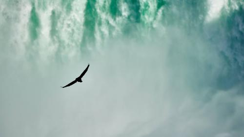 Into the green - Eagle in Niagara Falls