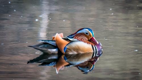 7 colors duck on water
