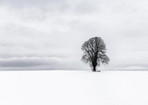 Looking for a new desktop image for winter? Took this minimalistic shot in Bavaria, Germany  - IG: @glacionaut